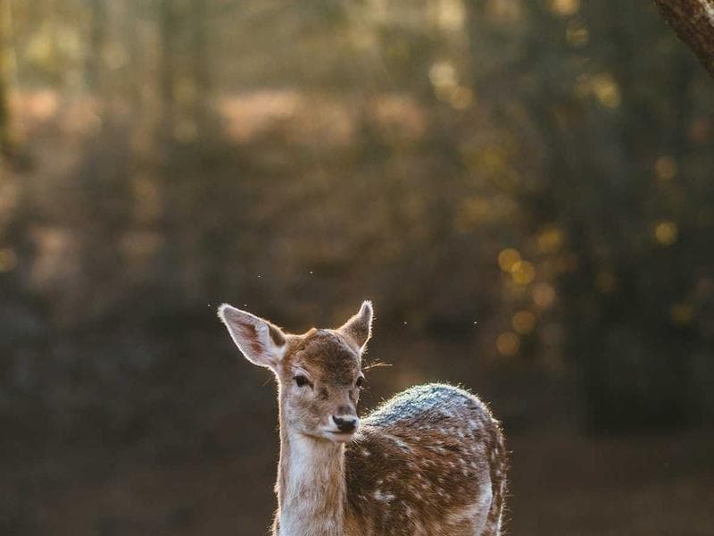 Victorian Rosewood Parlor Settee — Circa 1870 — thumbnail 3