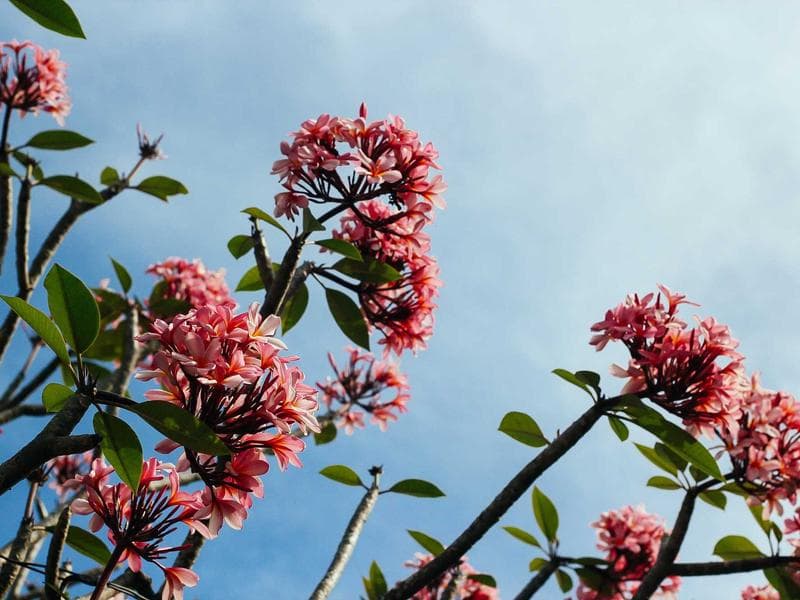 Lot of 25 Vintage Penguin Classics — 1950s Paperbacks — photo 1 of 2