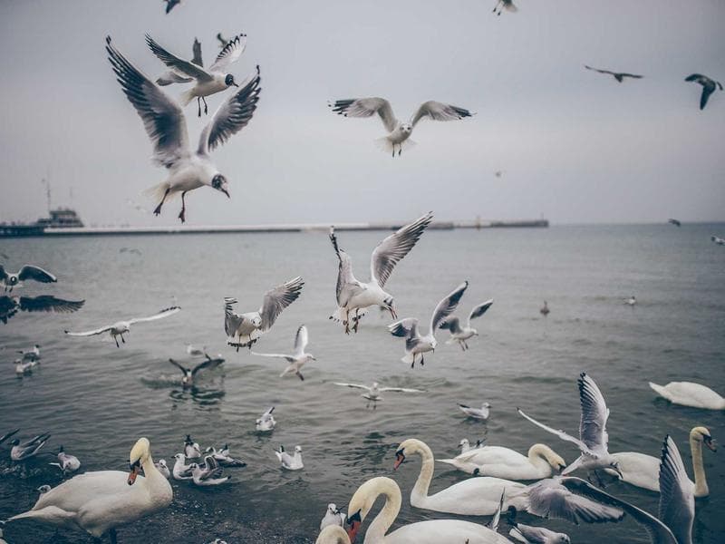 Pair of George Nelson Bubble Lamps — Saucer Style — photo 1 of 2