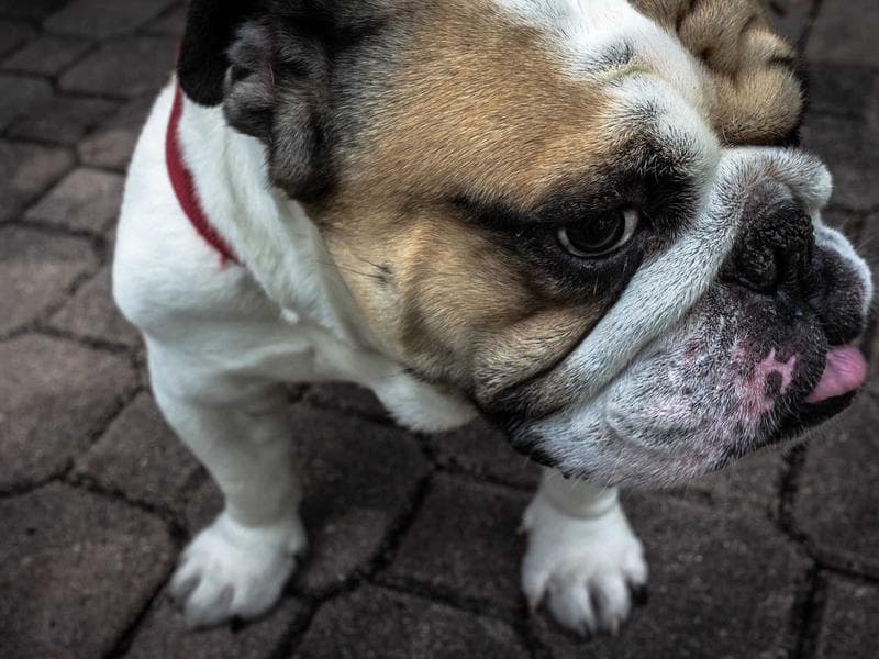 Wedgwood "Columbia" Dinner Service — 96 Pieces — photo 1 of 3