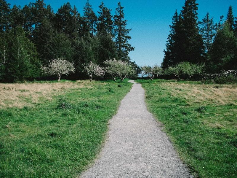 Chippendale Ball-and-Claw Wingback Chair — Pair — thumbnail 3